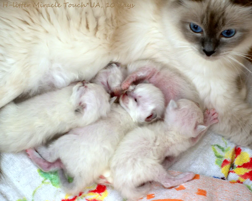 Newborn kittens Ragdoll