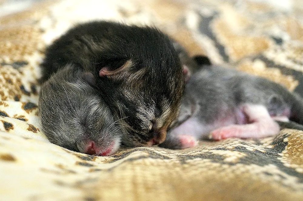 Just born kittens