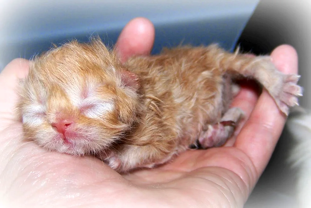 British lop-eared kittens newborn