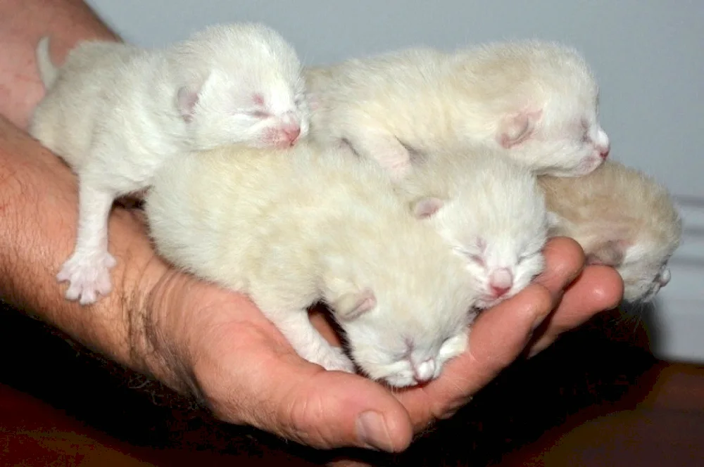Small kittens newborn