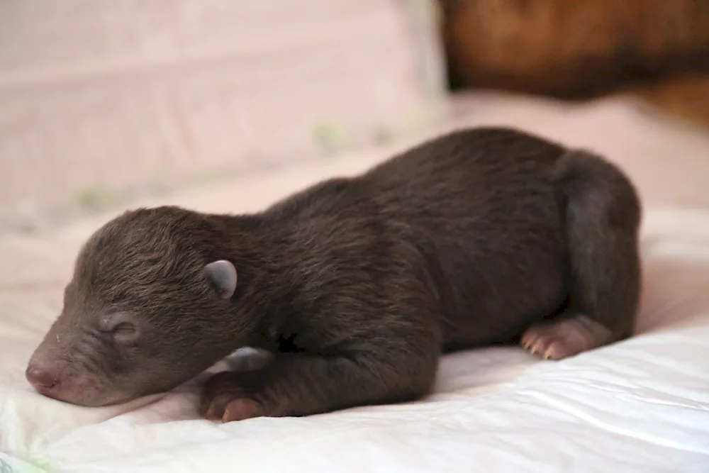 Newborn bear cubs