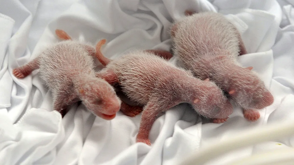 Newborn bear cubs