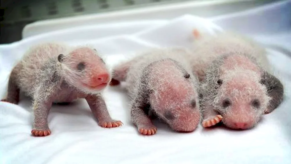 Newborn bear cubs