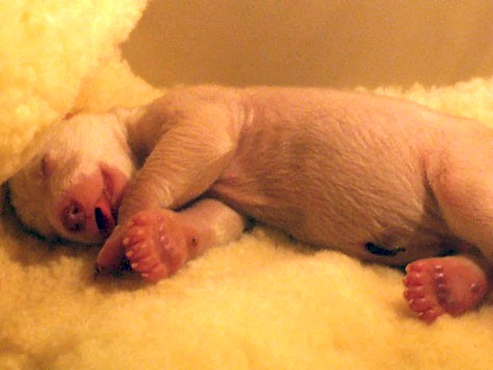 Newborn bear cubs