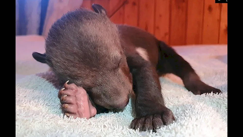 Newborn bear cubs