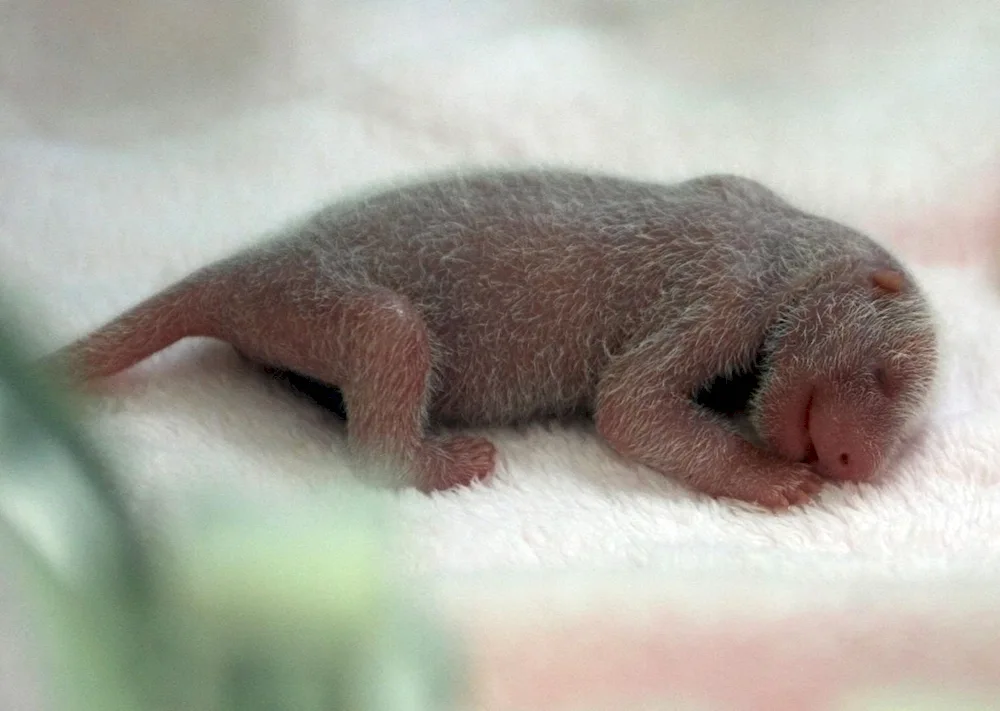 Newborn bear cubs