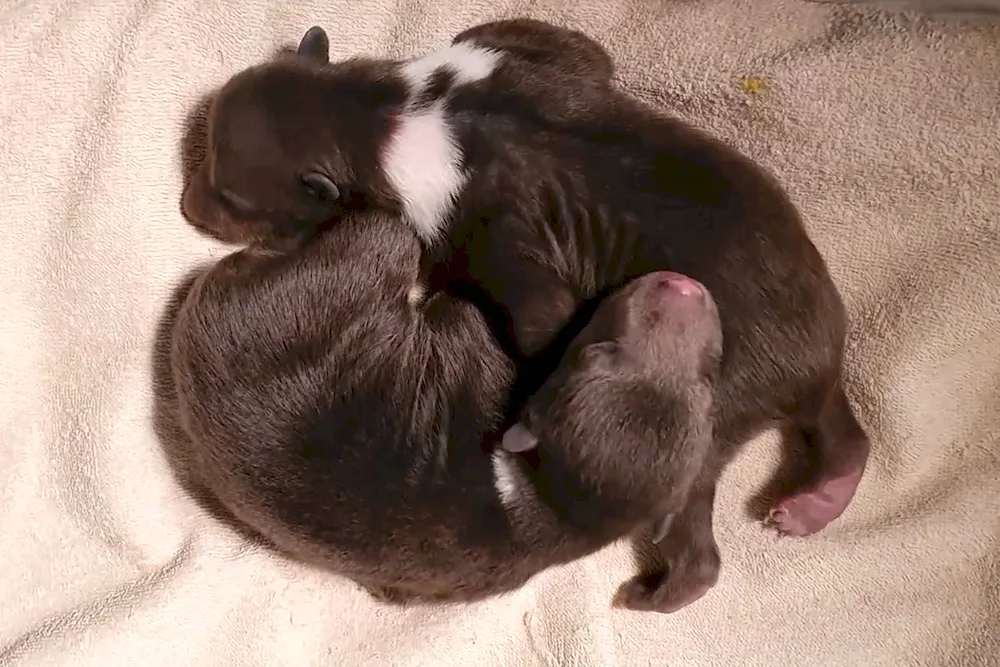 Newborn bears