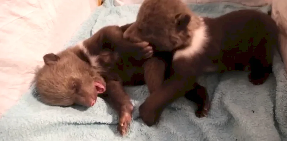 Newborn bear cubs