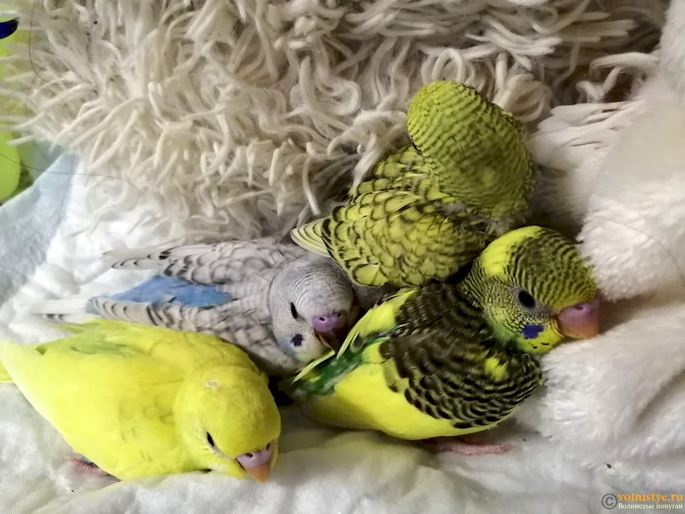 Wavy parrot chicks