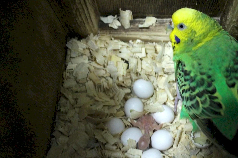 Newborn wavy parrot chicks