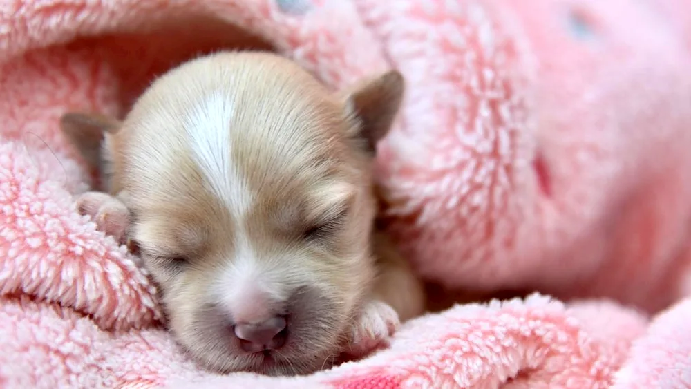 Newborn puppies