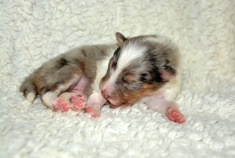 Newborn dogs