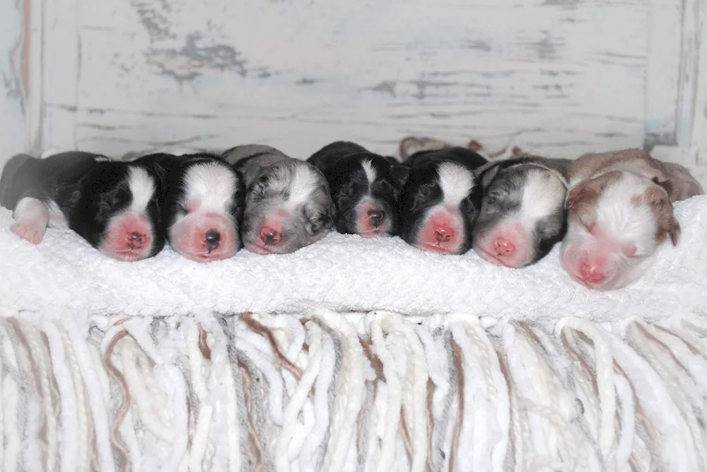 Newborn puppies