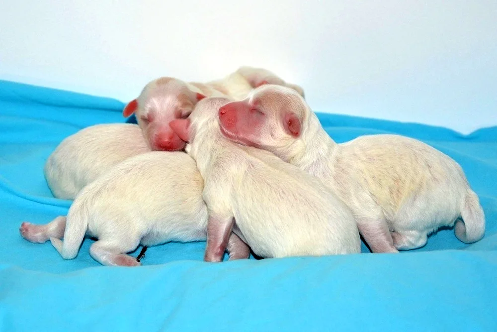 Newborn puppies