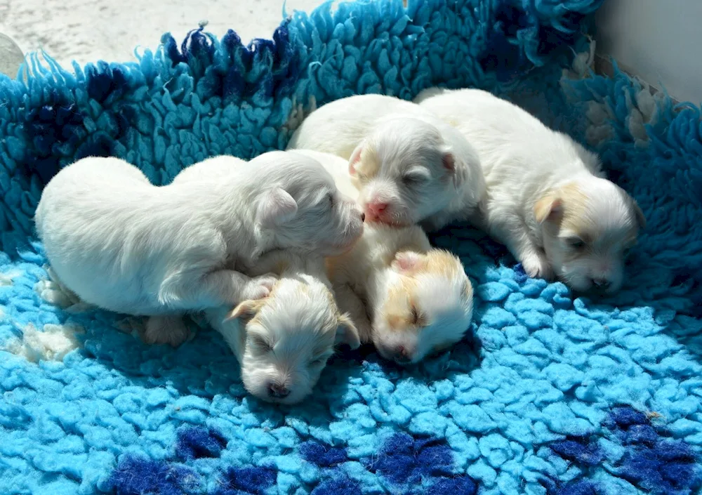 Newborn puppies