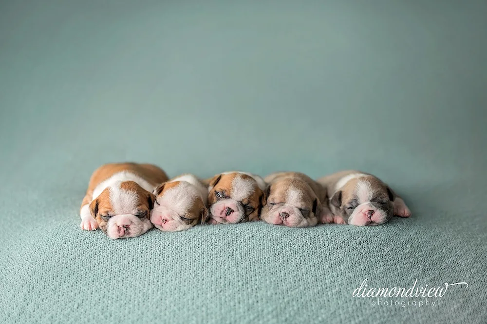 Newborn puppies