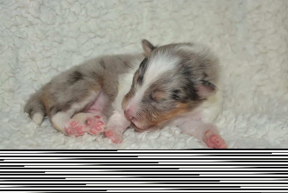 Newborn Husky puppies