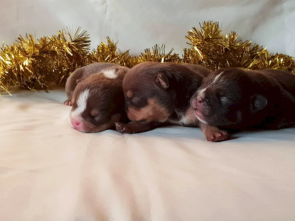 Newborn french bulldogs