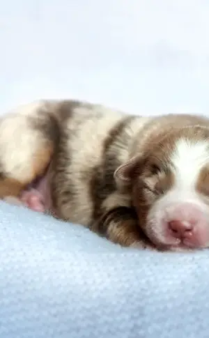 Newborn aussie puppies