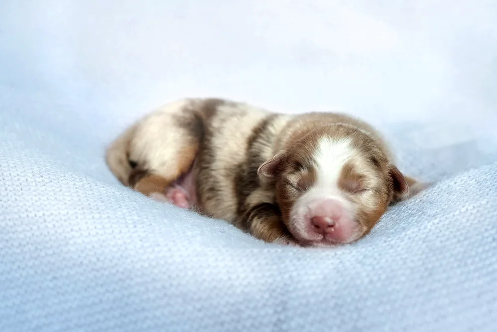 Newborn aussie puppies