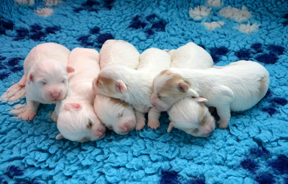 Newborn chihuahua puppies