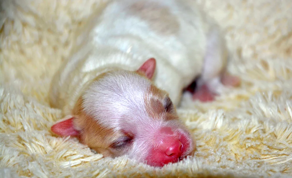 Newborn chihuahua puppies