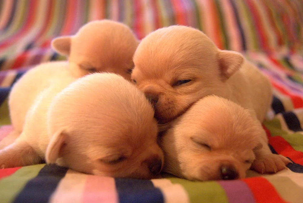 Newborn Chihuahua puppies