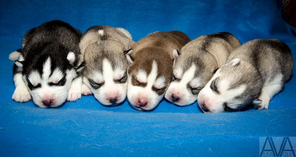 Newborn Husky puppies