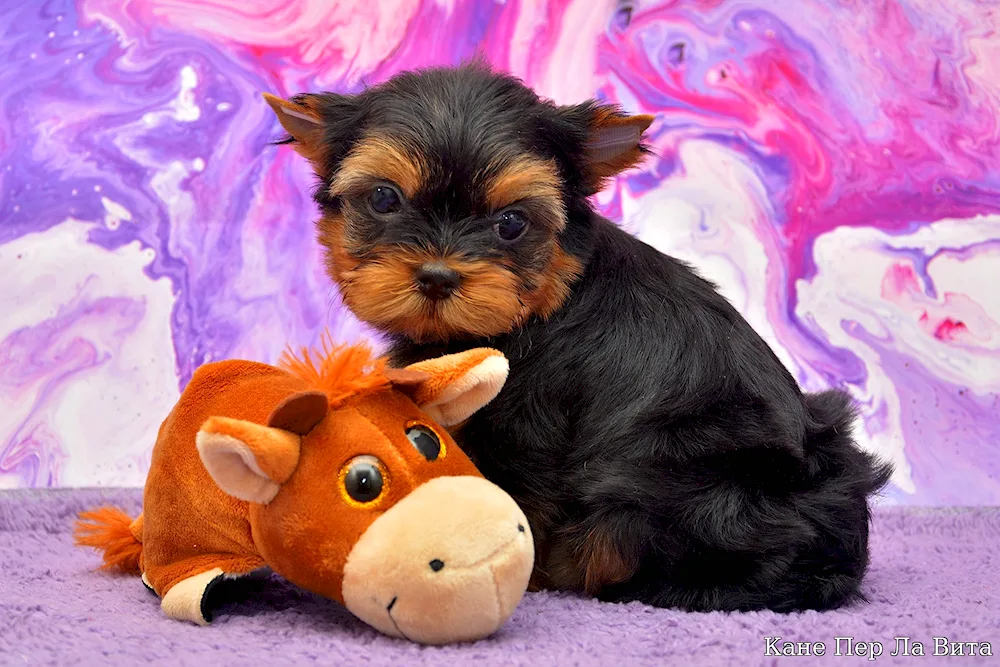 Newborn Mini Yorkie puppies