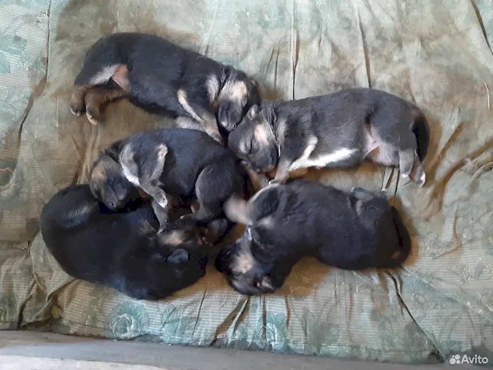 Newborn German Shepherd puppies