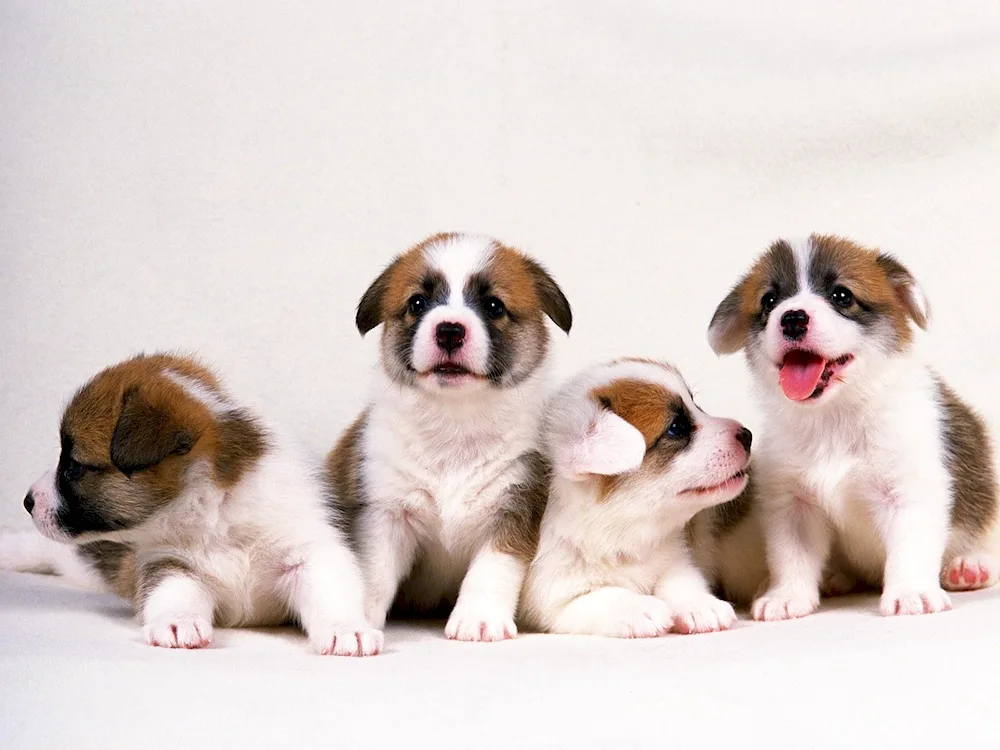 Newborn Welsh Corgi puppies