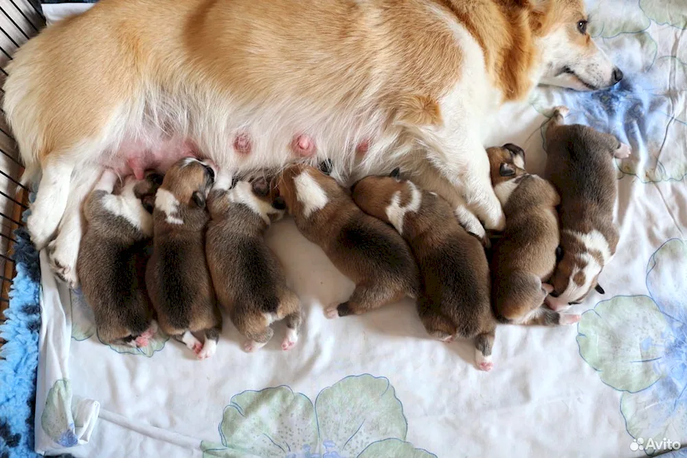 Newborn american bullie puppies