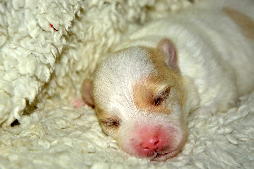 Newborn dogs