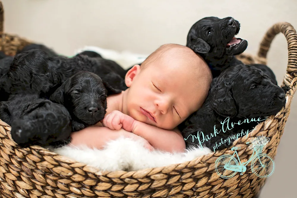 Newborn dogs