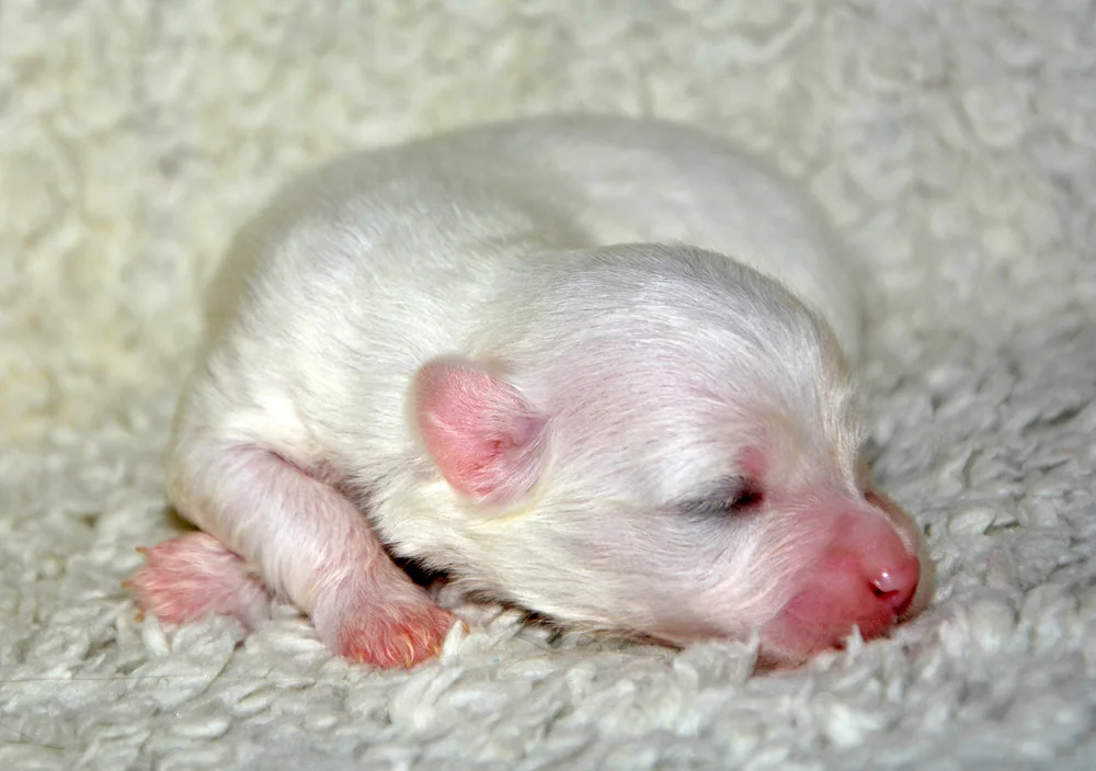 Newborn dogs