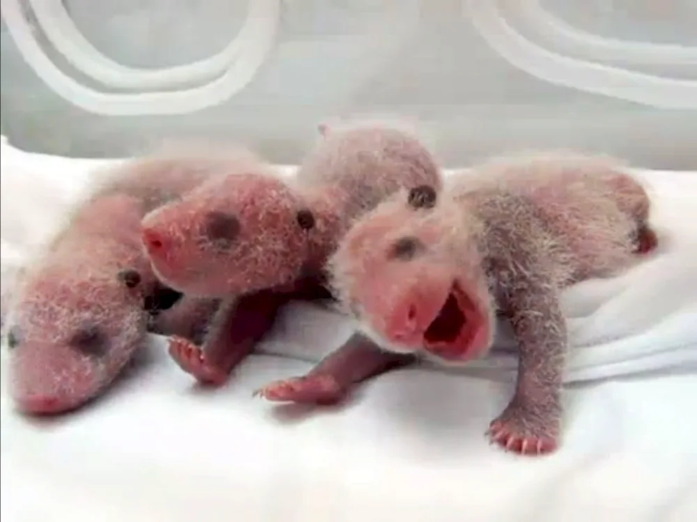 Newborn polar bear cub