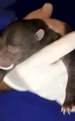 Newborn brown bear cub