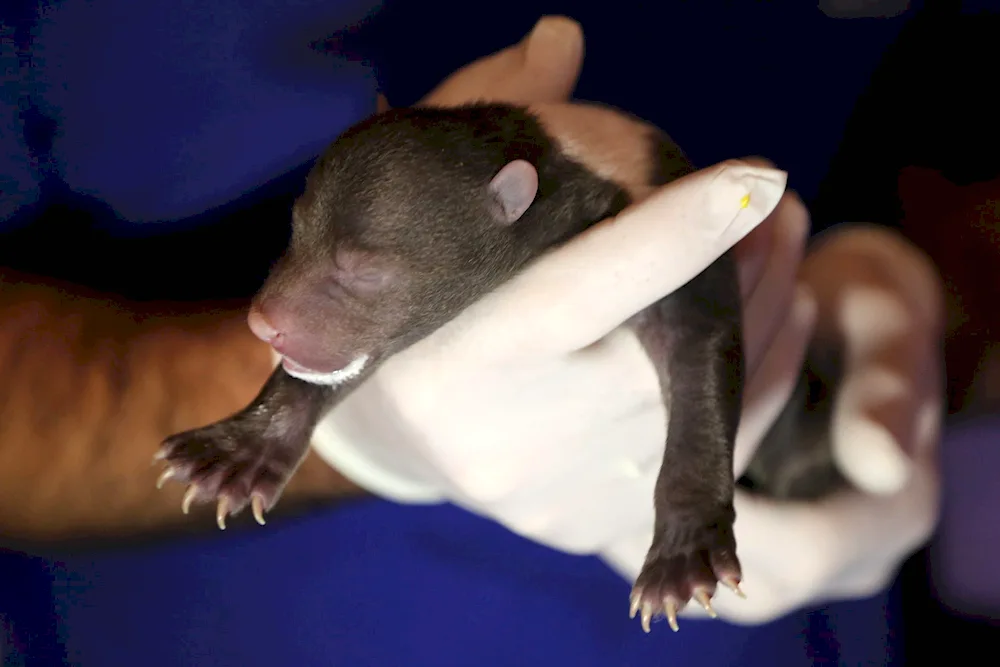 Newborn brown bear cub