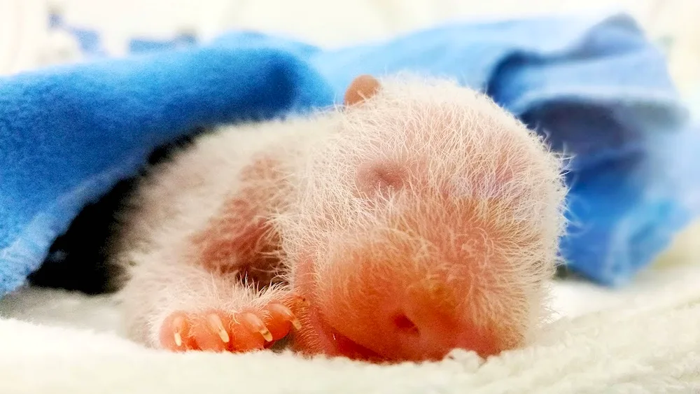 Newborn brown bear cub