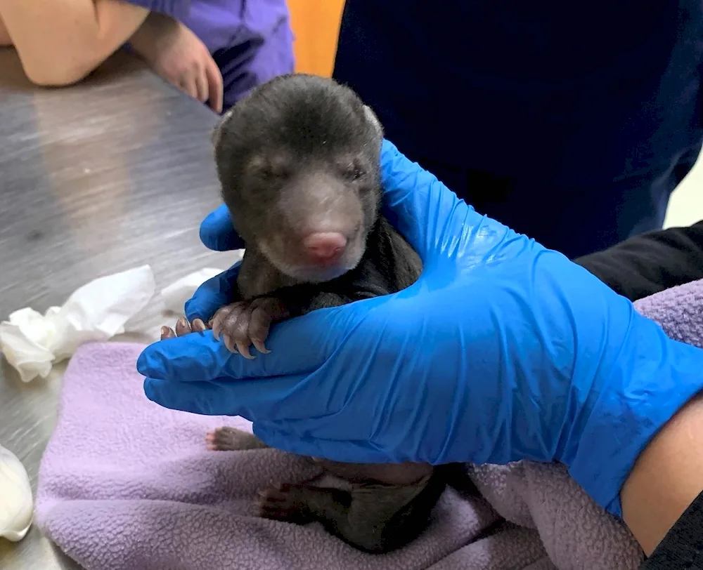 Newborn brown bear cub