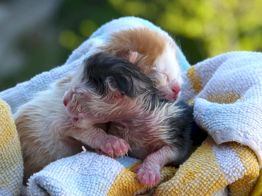 Newborn kittens Scottish lop-eared kittens