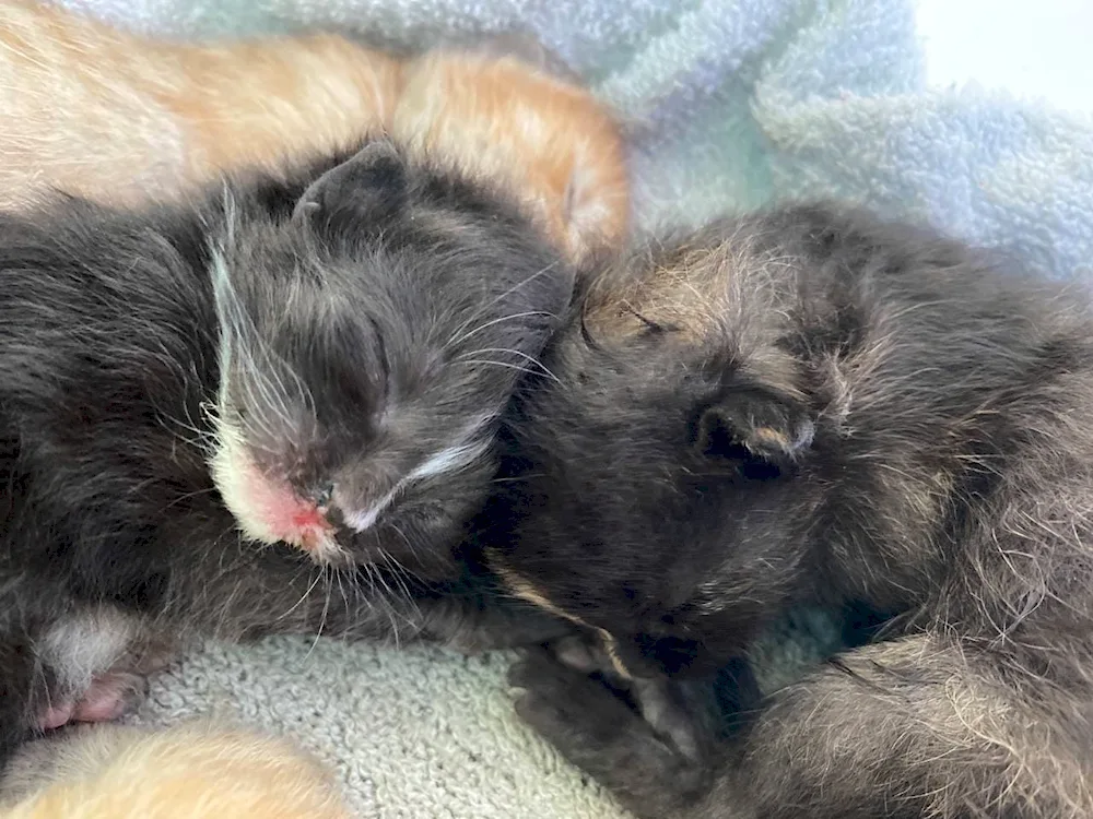 Newborn kitten