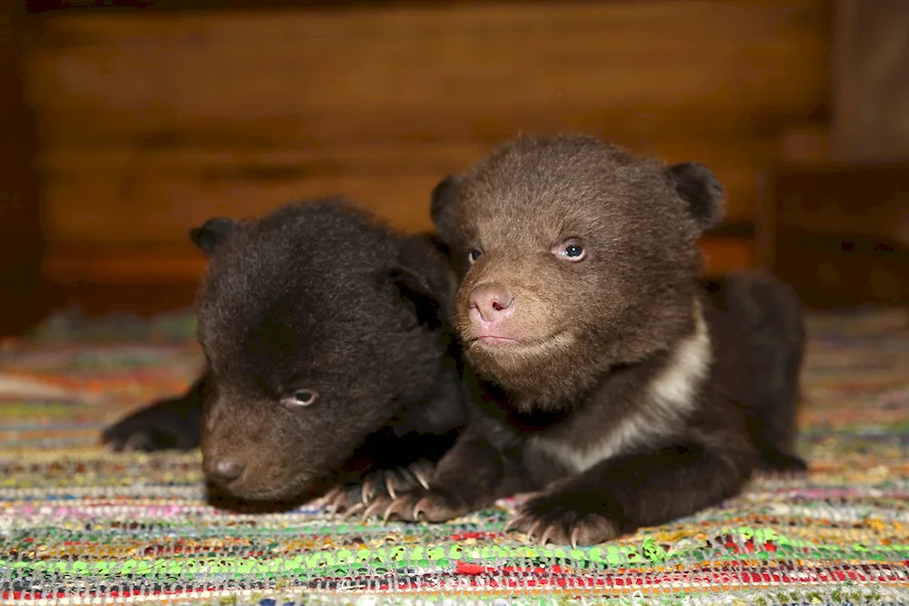 Newborn bear cubs