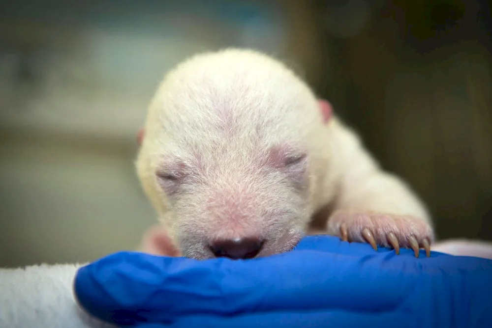 Newborn Polar bear cub