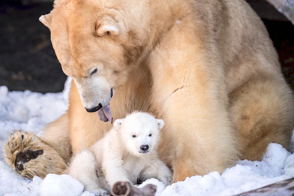 Albino polar bear