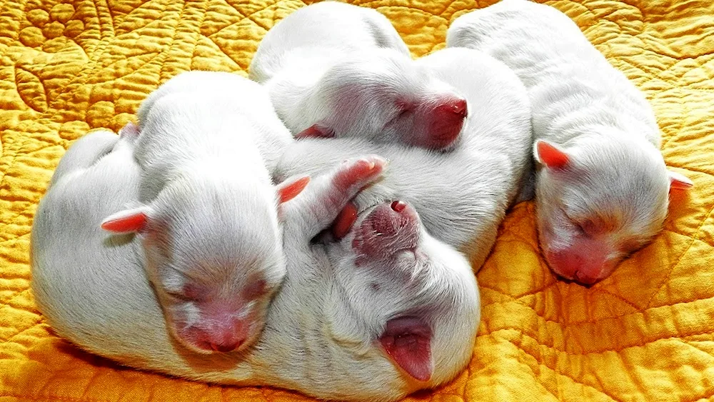 Newborn puppies