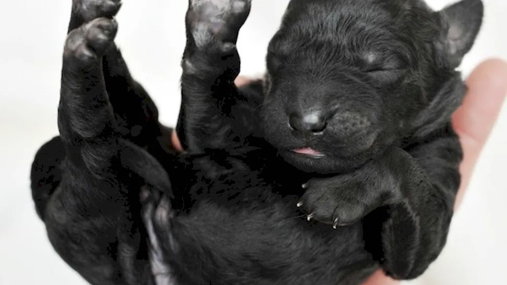 Newborn puppies