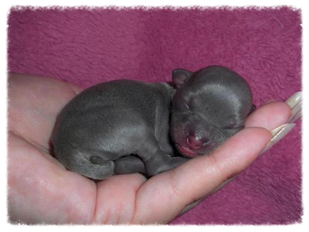 Newborn puppies