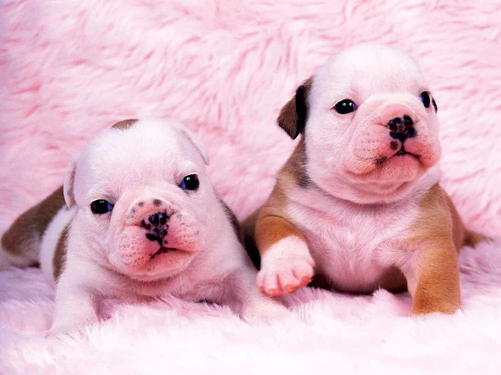 Newborn French Bulldog puppies