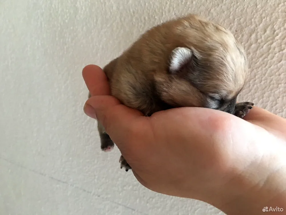 Pomeranian Spitz Teacup.